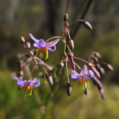 Dianella sp. (Flax Lily) at Captains Flat, NSW - 23 Dec 2023 by Csteele4