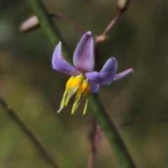 Dianella sp. at QPRC LGA - 23 Dec 2023 04:48 PM