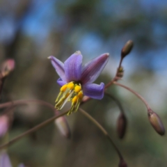 Dianella sp. at QPRC LGA - 23 Dec 2023 04:48 PM