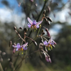 Dianella sp. at QPRC LGA - 23 Dec 2023 04:48 PM