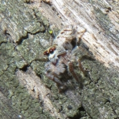 Opisthoncus sp. (genus) (Unidentified Opisthoncus jumping spider) at Rendezvous Creek, ACT - 11 Dec 2023 by Christine