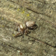 Opisthoncus sp. (genus) at Namadgi National Park - 11 Dec 2023