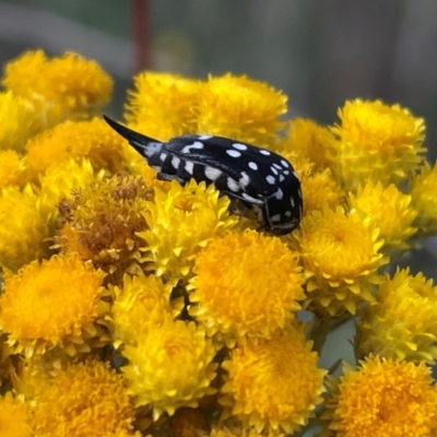 Mordella dumbrelli (Dumbrell's Pintail Beetle) at Flea Bog Flat, Bruce - 23 Dec 2023 by JVR