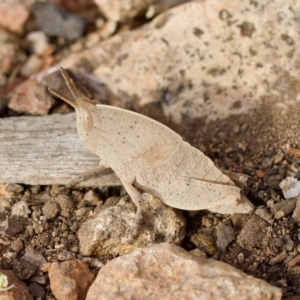 Goniaea australasiae at Ginninderry Conservation Corridor - 28 Oct 2023