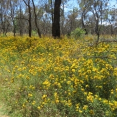 Hypericum perforatum (St John's Wort) at Pialligo, ACT - 15 Dec 2023 by Christine