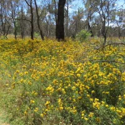 Hypericum perforatum (St John's Wort) at Campbell Park Woodland - 15 Dec 2023 by Christine