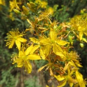 Hypericum perforatum at Mount Ainslie - 15 Dec 2023