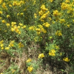 Hypericum perforatum at Mount Ainslie - 15 Dec 2023