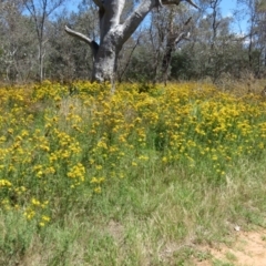 Hypericum perforatum at Mount Ainslie - 15 Dec 2023