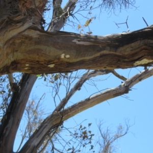 Eurybrachidae (family) at Mount Ainslie - 15 Dec 2023