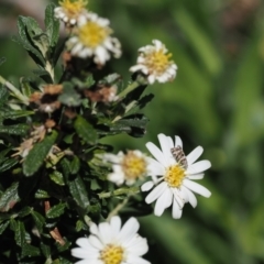 Olearia phlogopappa subsp. serrata at Cotter River, ACT - 9 Jan 2023 by RAllen