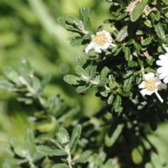 Olearia phlogopappa subsp. serrata at Namadgi National Park - 9 Jan 2023