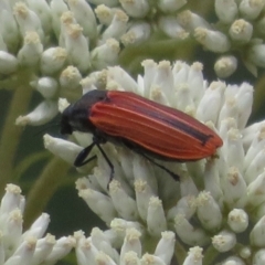 Castiarina erythroptera (Lycid Mimic Jewel Beetle) at Uriarra Village, ACT - 22 Dec 2023 by Christine