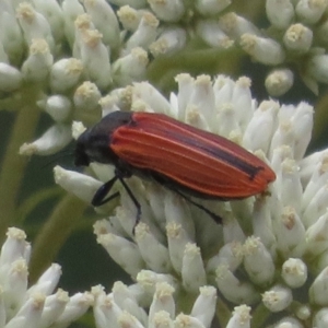 Castiarina erythroptera at Namadgi National Park - 22 Dec 2023