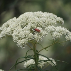 Castiarina erythroptera at Namadgi National Park - 22 Dec 2023