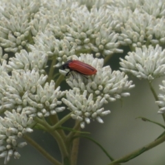 Castiarina erythroptera at Namadgi National Park - 22 Dec 2023