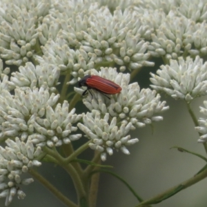 Castiarina erythroptera at Namadgi National Park - 22 Dec 2023 01:29 PM