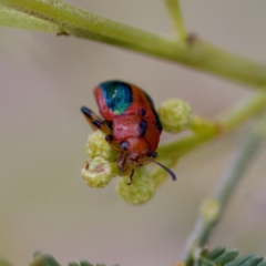 Calomela curtisi at Woodstock Nature Reserve - 28 Oct 2023