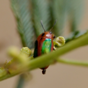 Calomela curtisi at Woodstock Nature Reserve - 28 Oct 2023