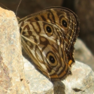 Geitoneura acantha at Lower Cotter Catchment - 22 Dec 2023