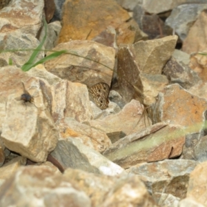 Geitoneura acantha at Lower Cotter Catchment - 22 Dec 2023