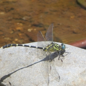 Hemigomphus heteroclytus at Lower Cotter Catchment - 22 Dec 2023