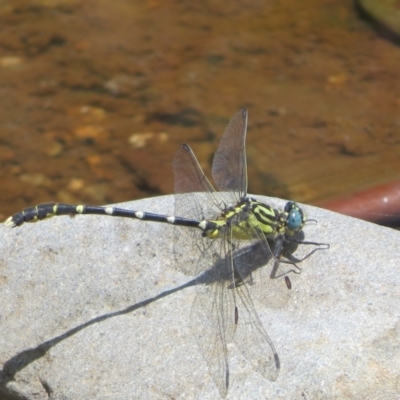 Hemigomphus heteroclytus (Stout Vicetail) at Uriarra Village, ACT - 22 Dec 2023 by Christine