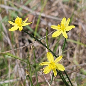 Tricoryne elatior at The Pinnacle - 22 Dec 2023