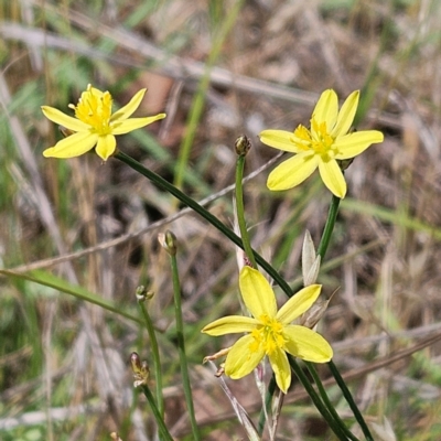 Tricoryne elatior (Yellow Rush Lily) at Weetangera, ACT - 22 Dec 2023 by sangio7