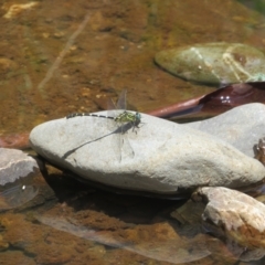 Anisoptera (suborder) at Lower Cotter Catchment - 22 Dec 2023 02:08 PM