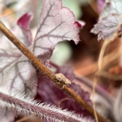 Naupactus cervinus (Fuller's rose weevil) at Braddon, ACT - 22 Dec 2023 by Hejor1