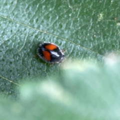 Diomus notescens at City Renewal Authority Area - 22 Dec 2023 05:12 PM