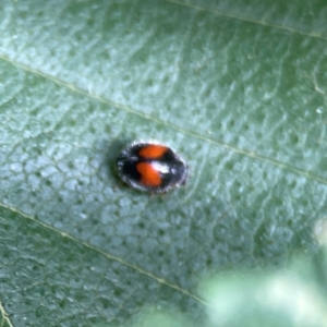 Diomus notescens at City Renewal Authority Area - 22 Dec 2023