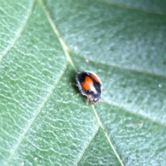 Diomus notescens at City Renewal Authority Area - 22 Dec 2023 05:12 PM