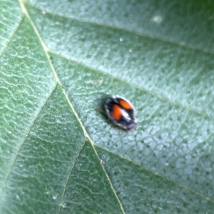 Diomus notescens at City Renewal Authority Area - 22 Dec 2023 05:12 PM