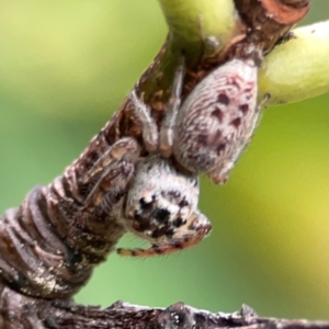 Opisthoncus grassator at City Renewal Authority Area - 22 Dec 2023 05:30 PM