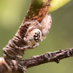 Opisthoncus grassator at City Renewal Authority Area - 22 Dec 2023 05:30 PM