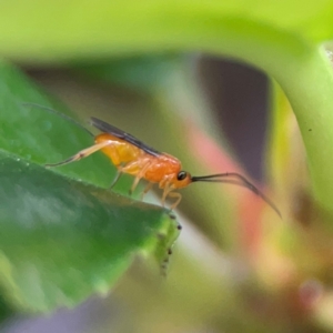 Braconidae (family) at Haig Park - 22 Dec 2023