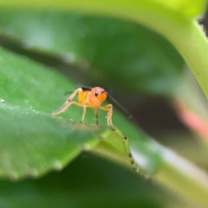 Braconidae (family) at Haig Park - 22 Dec 2023