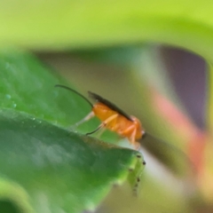 Braconidae (family) at Haig Park - 22 Dec 2023 05:21 PM