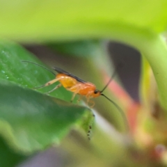 Braconidae (family) at Haig Park - 22 Dec 2023