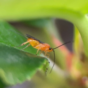 Braconidae (family) at Haig Park - 22 Dec 2023