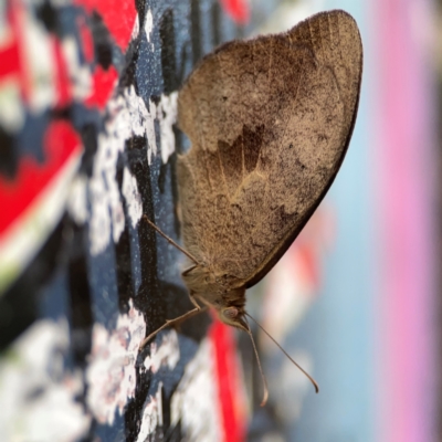 Heteronympha merope (Common Brown Butterfly) at Braddon, ACT - 22 Dec 2023 by Hejor1