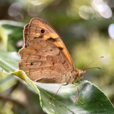 Heteronympha merope (Common Brown Butterfly) at Braddon, ACT - 22 Dec 2023 by Hejor1