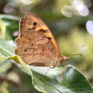 Heteronympha merope at City Renewal Authority Area - 22 Dec 2023