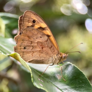 Heteronympha merope at City Renewal Authority Area - 22 Dec 2023