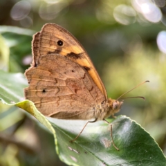 Heteronympha merope at City Renewal Authority Area - 22 Dec 2023