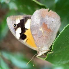 Heteronympha merope (Common Brown Butterfly) at Braddon, ACT - 22 Dec 2023 by Hejor1