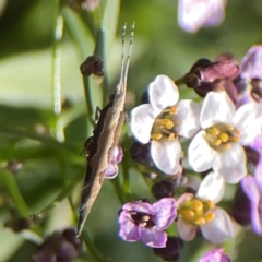 Plutella xylostella at Haig Park - 22 Dec 2023 05:42 PM