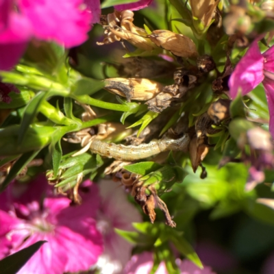 Helicoverpa (genus) (A bollworm) at Braddon, ACT - 22 Dec 2023 by Hejor1